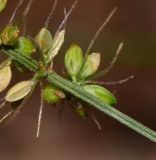 Setaria adhaerens. Нижняя часть соплодия. Израиль, Шарон, г. Герцлия, рудеральное местообитание. 30.11.2013.