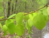 Populus tremula