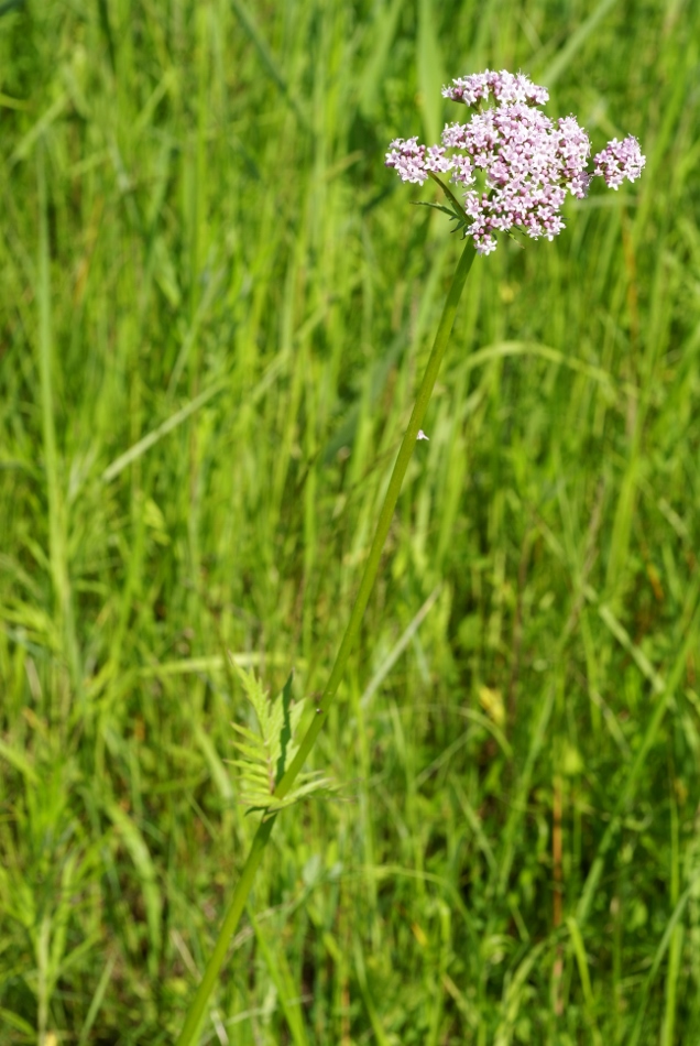 Изображение особи Valeriana alternifolia.