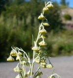 Artemisia sieversiana