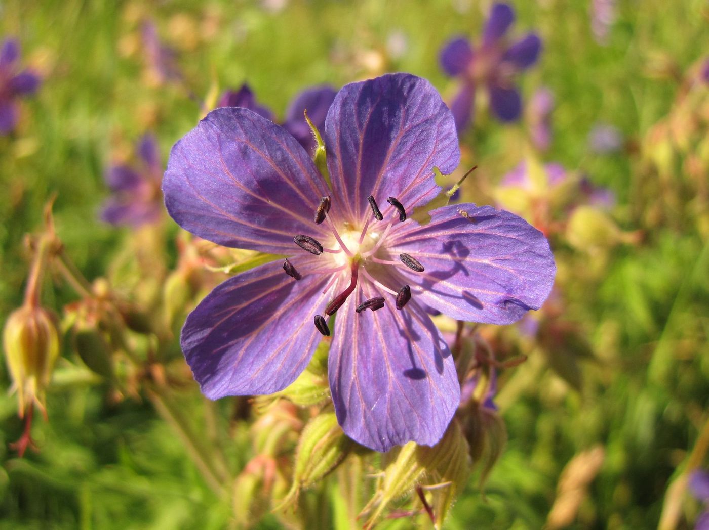 Изображение особи Geranium pratense.