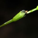 Drosera rotundifolia