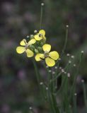 Erysimum canescens