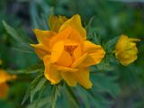 Trollius asiaticus. Цветок. Средний Урал, Пермский край, Добрянский р-н, 5 км от ст. Ярино, опушка смешанного леса, давно заброшенный садовый участок, в культуре. 8 июня 2014 г.