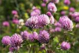 Trifolium pratense. Верхушки побегов с соцветиями. Мурманская обл., п-ов Рыбачий, берег бухты Озерко, обочина грунтовой дороги. 31.07.2015.