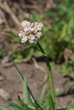 Valeriana tuberosa