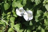 Calystegia sepium