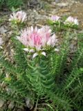 Pseudosedum longidentatum