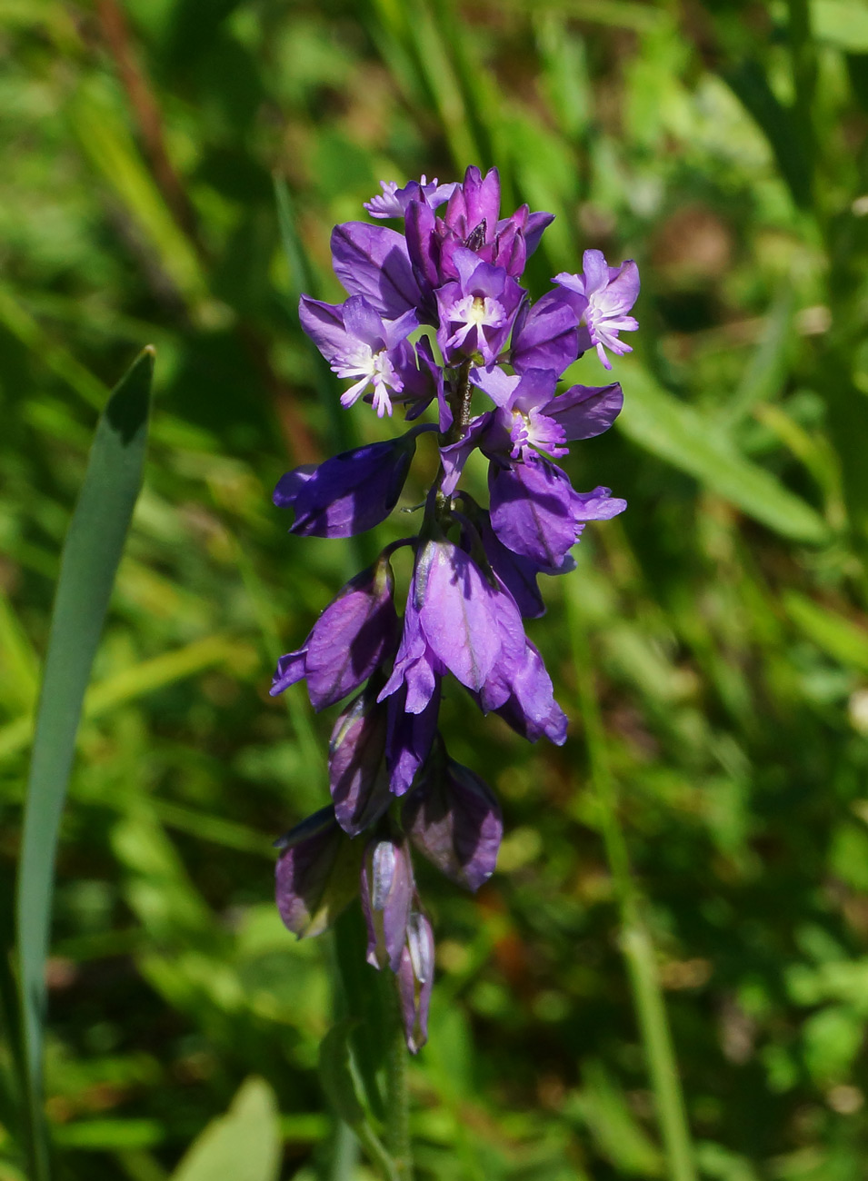 Изображение особи Polygala comosa.