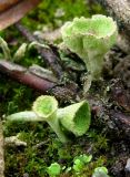 genus Cladonia. Подеции. Украина, г. Запорожье, западнее озера Кушугум. 03.12.2011.