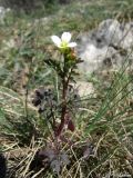 Cardamine graeca