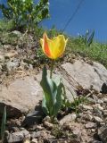 род Tulipa