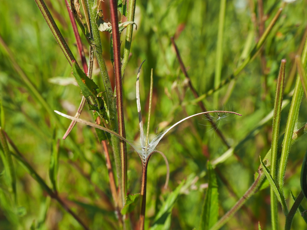 Изображение особи Epilobium adenocaulon.