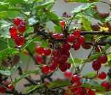 Ribes rubrum