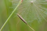 Tragopogon pratensis. Семя и хохолок семянки. Ленинградская обл., Волосовский р-н, суходольный разнотравно-злаковый луг. 16.07.2017.