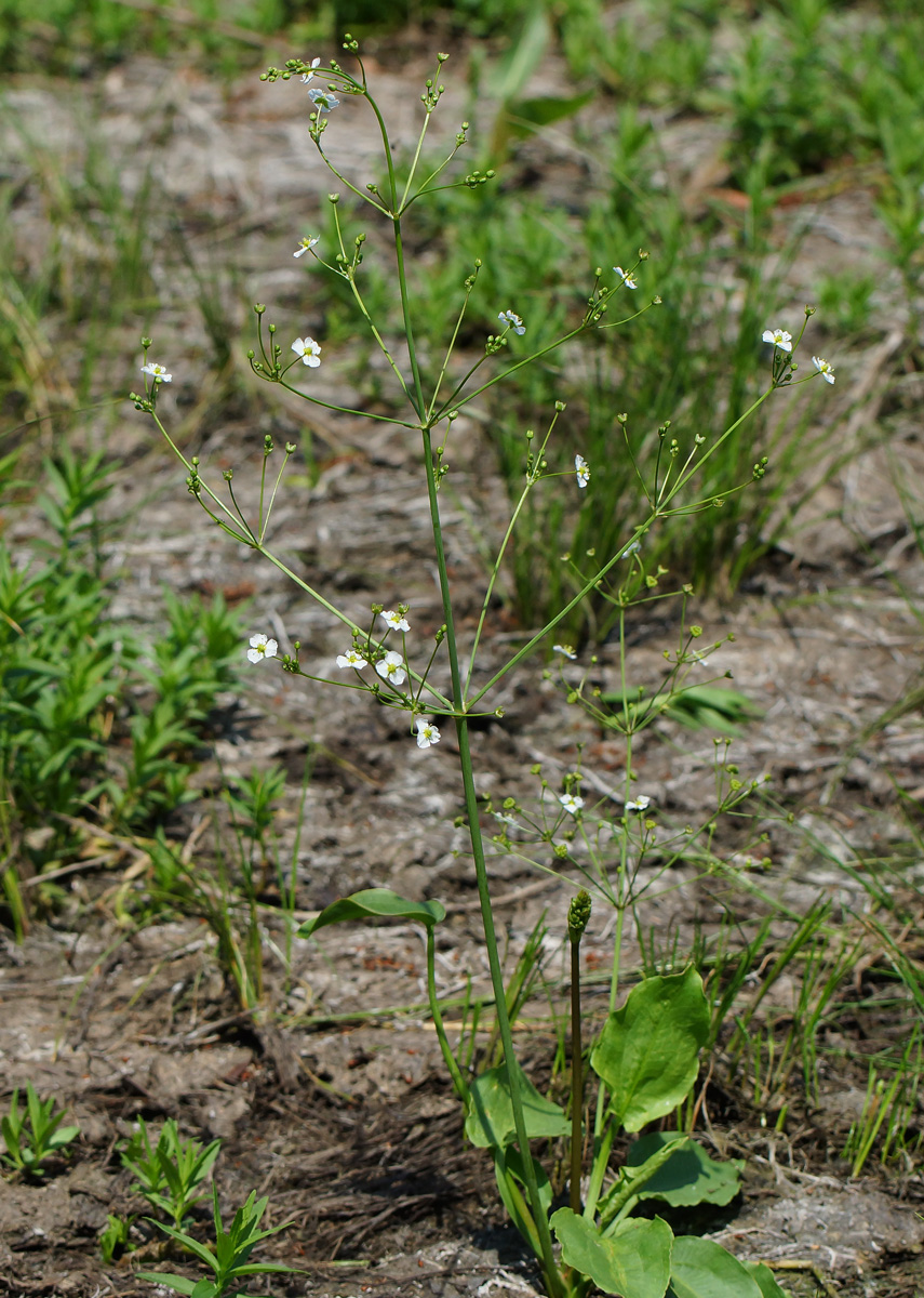 Изображение особи Alisma plantago-aquatica.