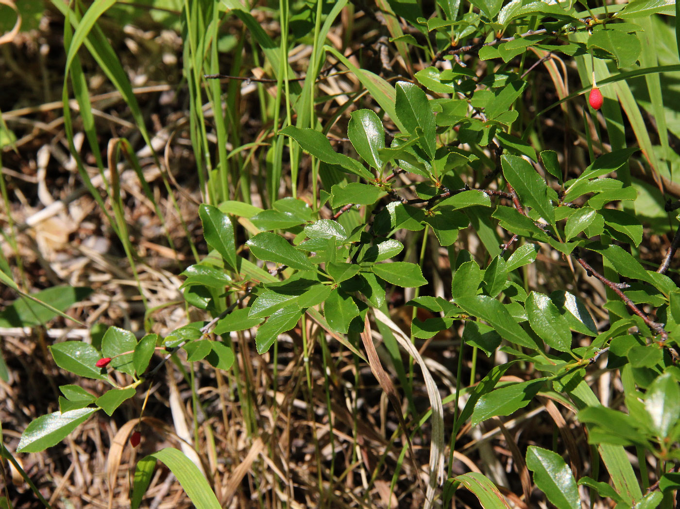 Изображение особи Cerasus fruticosa.