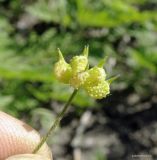 Ranunculus arvensis разновидность tuberculatus. Плод. Краснодарский край, Кущевский р-н, станица Шкуринская, край поля у сырого кювета. 30.05.2018.