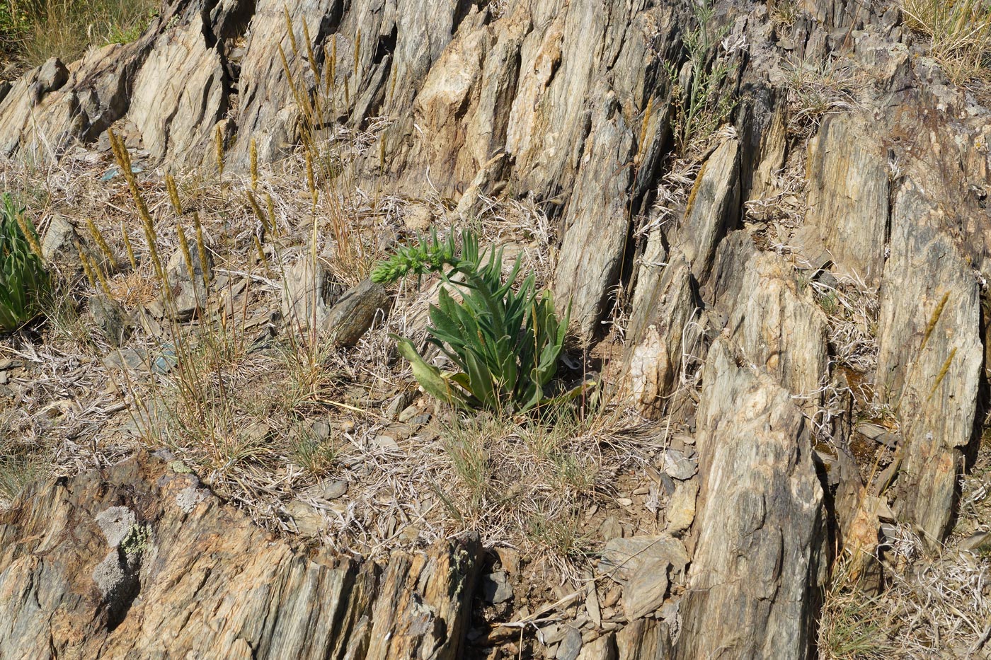 Изображение особи Echium vulgare.