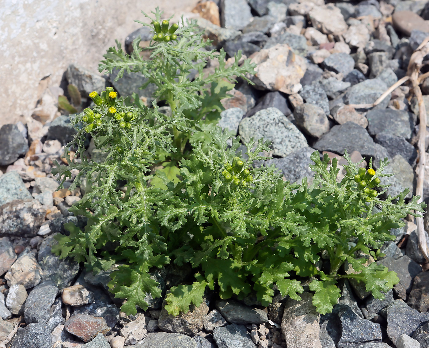 Изображение особи Senecio vulgaris.