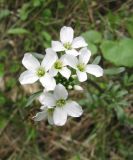 Cardamine uliginosa