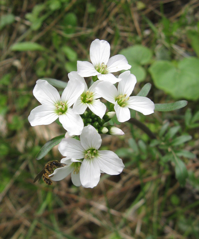 Изображение особи Cardamine uliginosa.