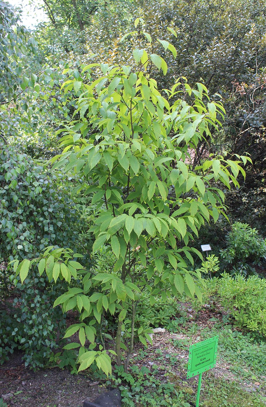 Изображение особи Acer carpinifolium.