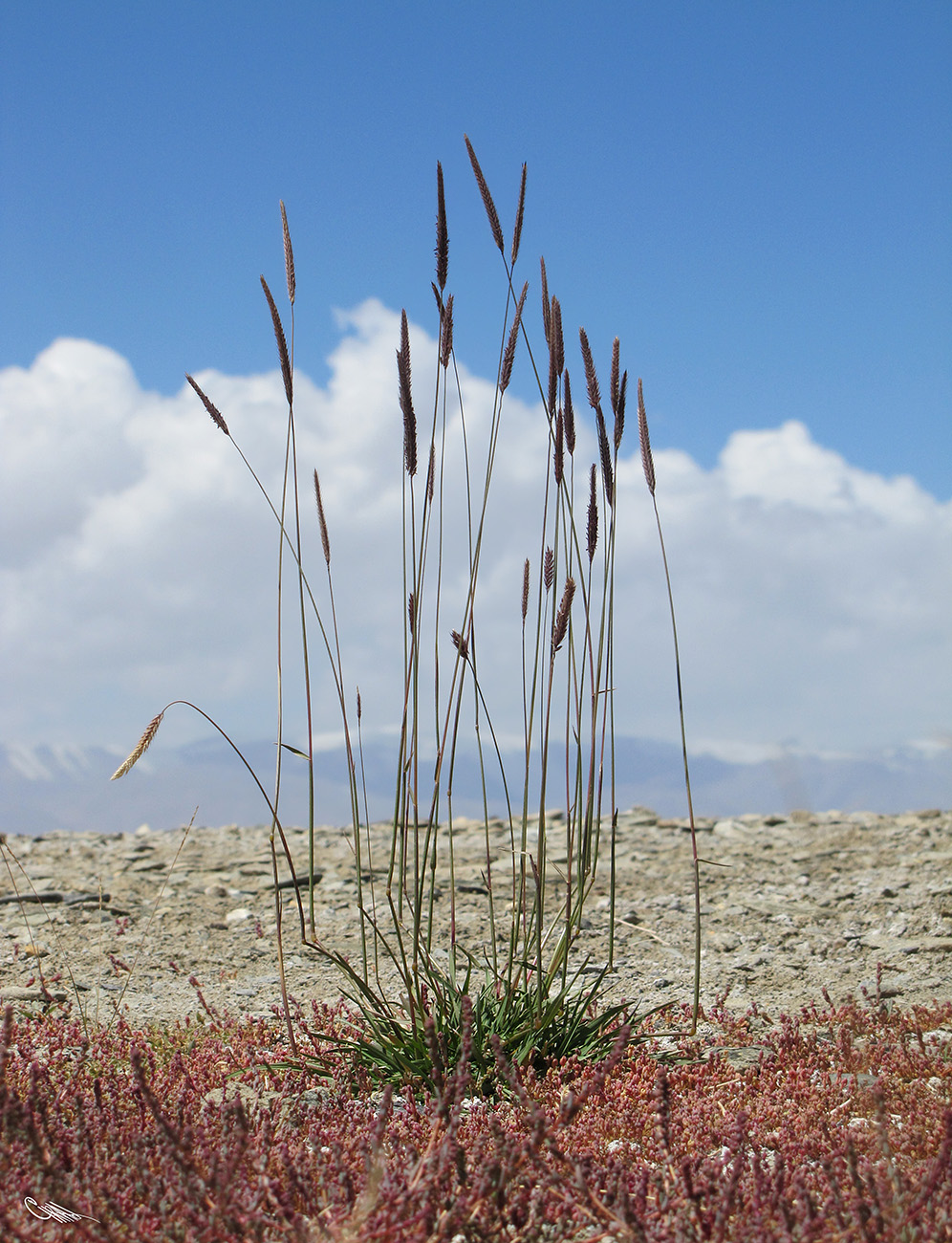 Изображение особи Hordeum turkestanicum.