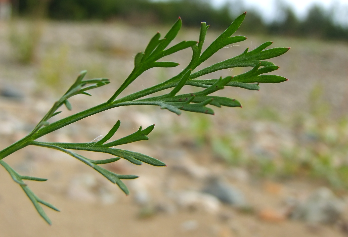 Изображение особи Artemisia borealis.