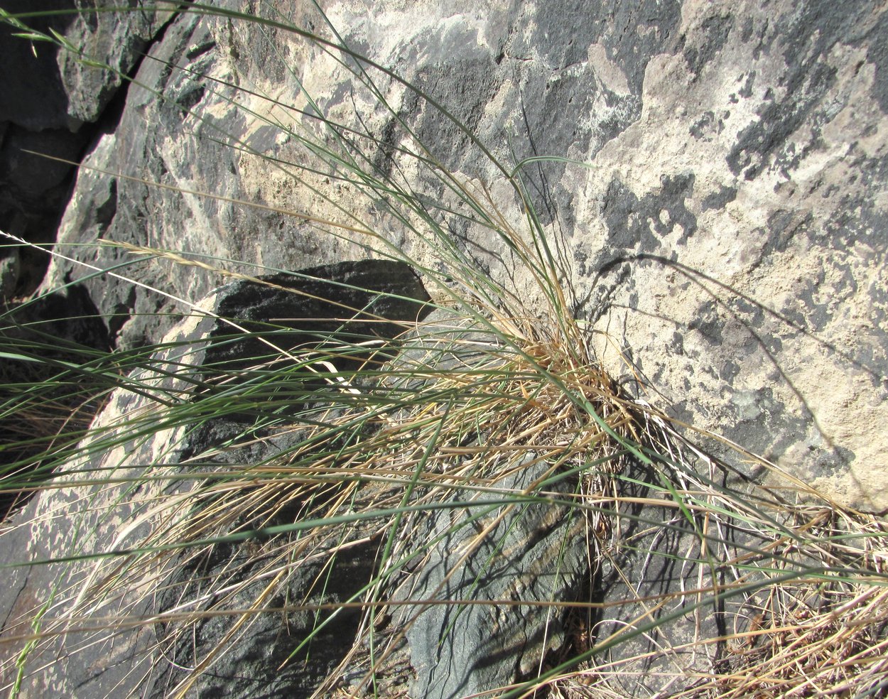 Изображение особи Elytrigia gracillima.