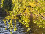 Betula pubescens