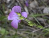 Linum viscosum