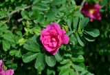 Rosa rugosa