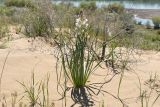 Eremurus anisopterus. Цветущее растение. Казахстан, Алматинская обл, Балхашский р-н, закреплённые пески. 5 мая 2018 г.