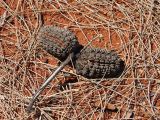 Allocasuarina decaisneana