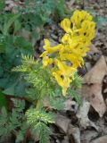 Corydalis speciosa