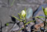 Castilleja pallida