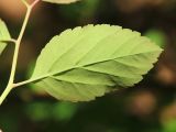 Spiraea flexuosa. Лист (вид на абаксиальную поверхность; Spiraea elegans Pojark.). Приморский край, Октябрьский р-н, окр. с. Заречное, гора Сенькина Шапка, западный склон, на каменных развалах в дубовом лесу. 17.05.2022.