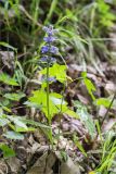 Ajuga reptans