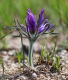 Pulsatilla turczaninovii