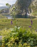 Valeriana alpestris