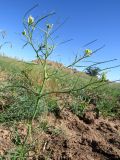 Sisymbrium altissimum