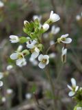 Arabidopsis thaliana. Верхушка цветущего и плодоносящего растения. Смоленская обл., Смоленский р-н, долина р. Клец. 01.05.2011.