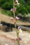 Polygonum patulum. Часть соцветия. Крым, Ялта, Грузпорт. 11 июля 2011 г.