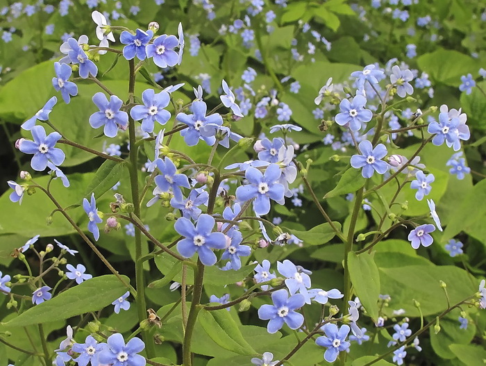 Изображение особи Brunnera macrophylla.