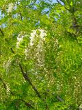 Robinia pseudoacacia