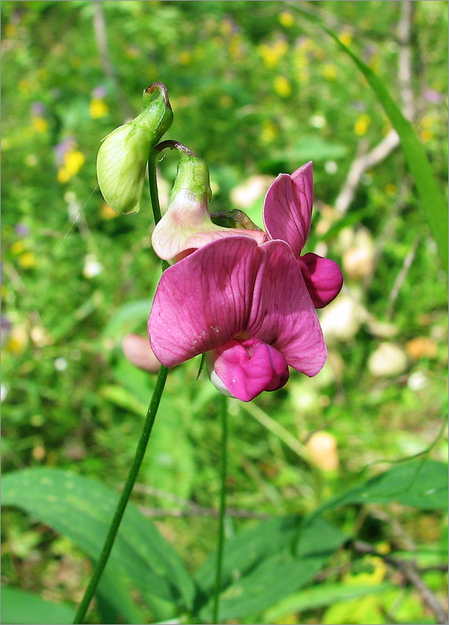 Изображение особи Lathyrus sylvestris.