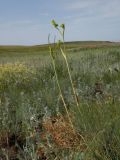 Ferula tatarica