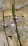 Verbena officinalis. Верхушка соцветия. Крым, окр. Ялты, Никитский сад. 30 мая 2012 г.