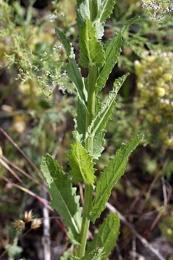 Изображение особи Verbascum blattaria.